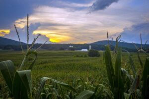 Verizon, Monarch Join Forces For Farm Tech Link